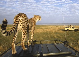 Maasai Mara