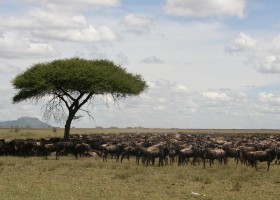 Serengeti