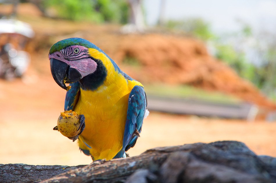 Anavilhanas Jungle Lodge