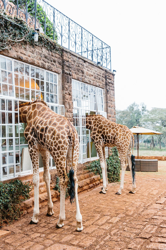 Giraffe Manor