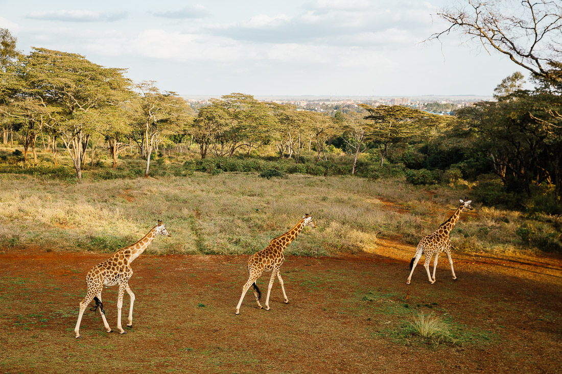 Giraffe Manor