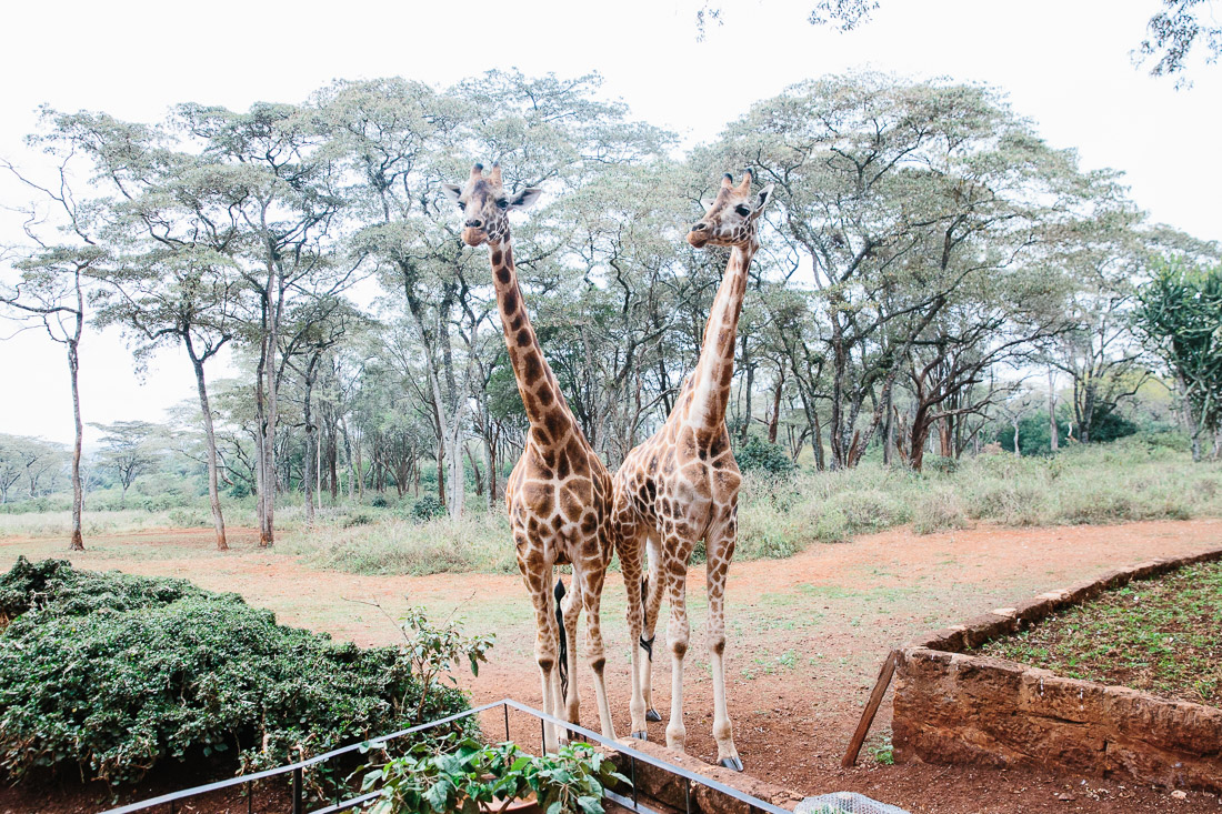 Giraffe Manor