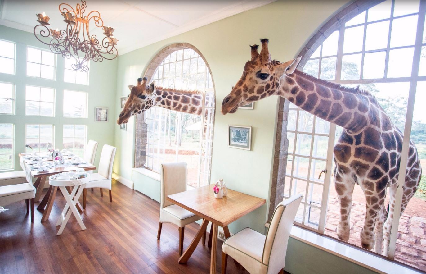 Giraffe Manor