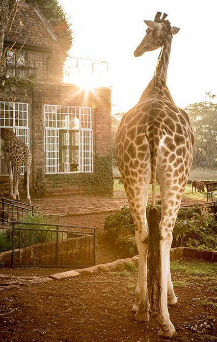 Giraffe Manor