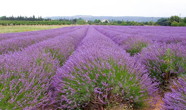 A Descoberta da Provence