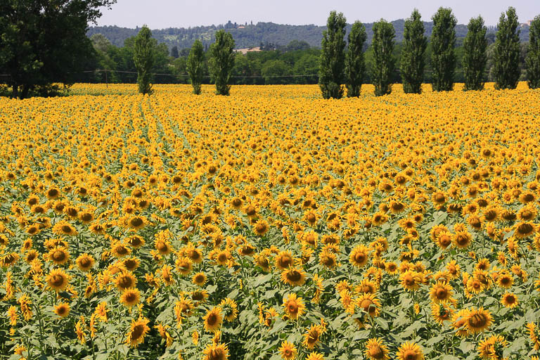 Itália: Toscana Cores e Sabores