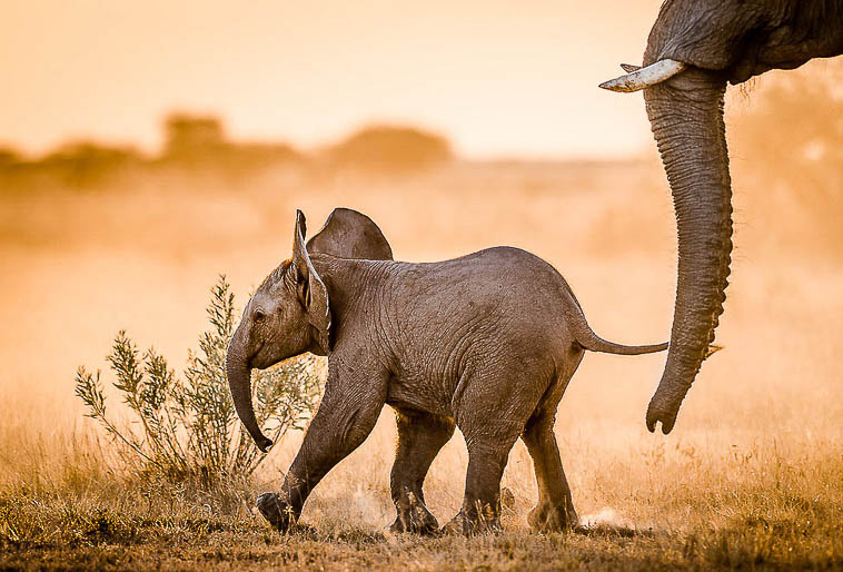 A Grandiosidade do Mundo Africano - Slow África