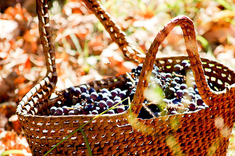 Vinhos do Chile e Argentina