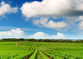 Rota do Vinho na Nova Zelândia